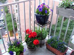 balcony flowers