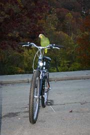 Bird on Bike