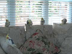 birds on couch