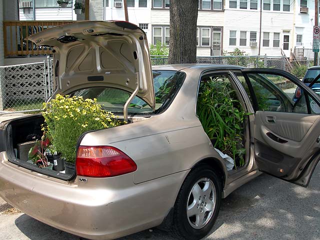 car full of plants
