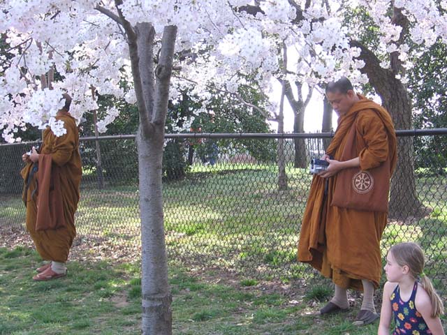 cherry monks