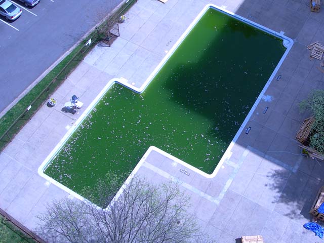 yucky green pool