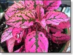 pink_greenleaves_t